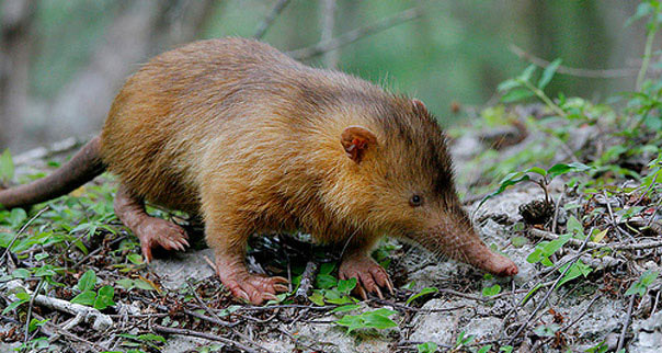 Solenodon Paradoxus found in Dominican Republic